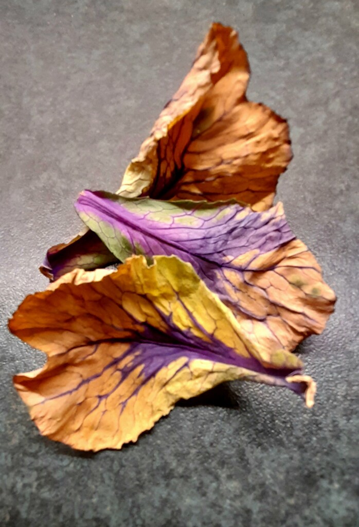 Leaves by jenbo