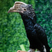 Weird Black Bird by pdulis