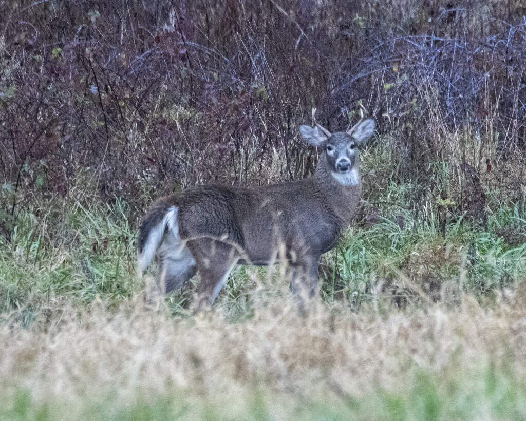 Big Buck, Little Antlers by cwbill