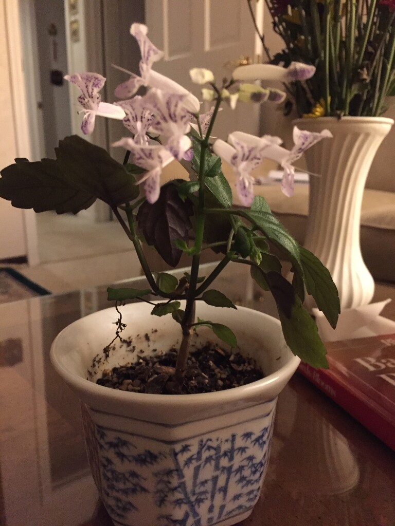My dad's jasmine bloomed again by kchuk
