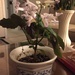 My dad's jasmine bloomed again