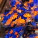 Blue and orange flowers at the supermarket