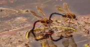 15th Nov 2022 - May Be Some New Dragonfly's in the Near Future!