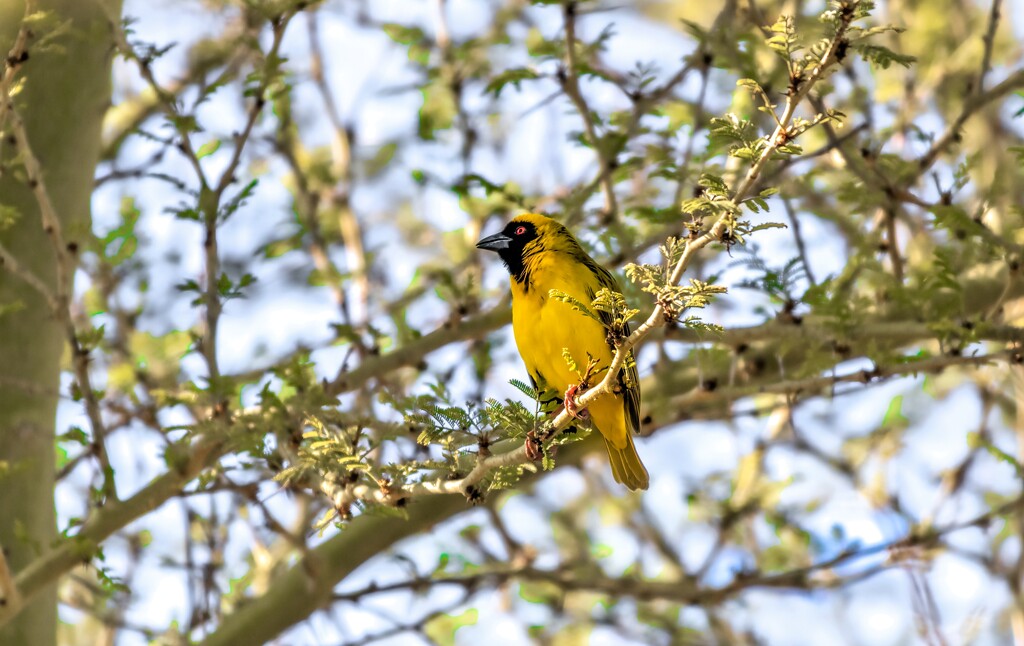 Masked Weaver by ludwigsdiana