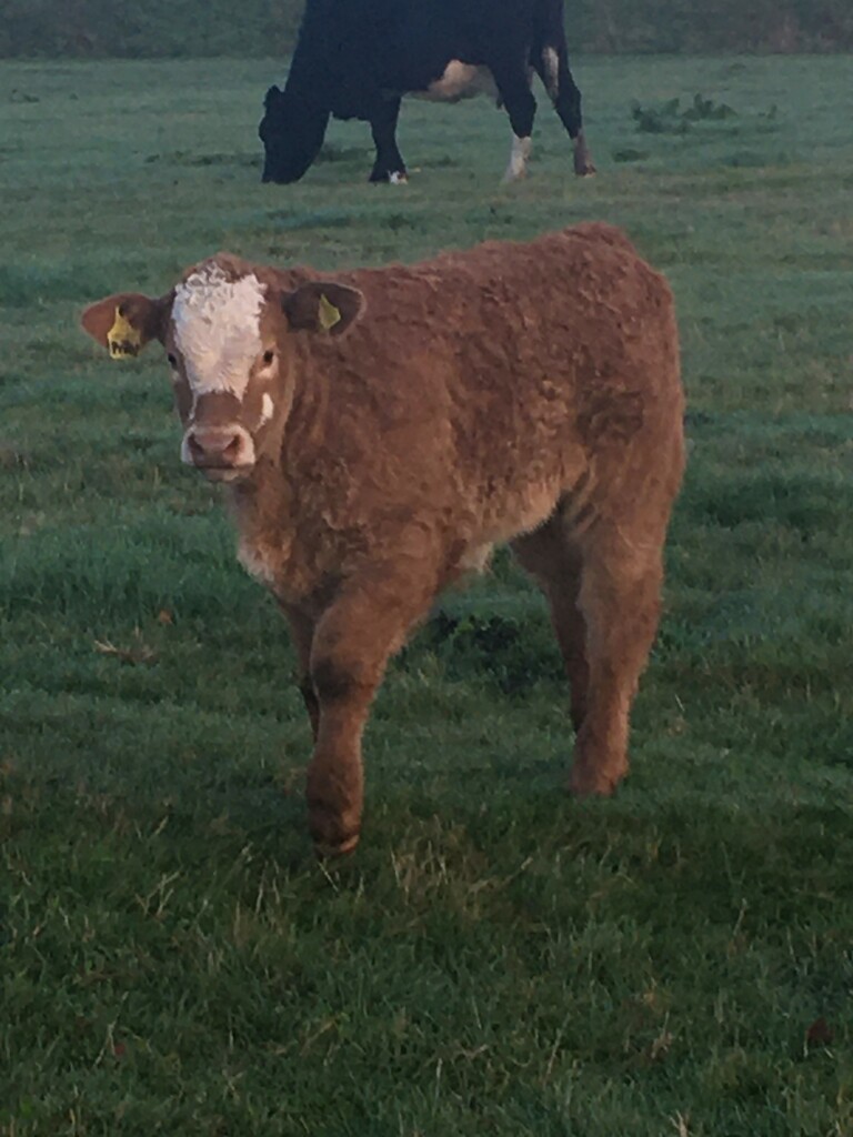 Late-born calf by 365anne