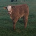 Late-born calf by 365anne