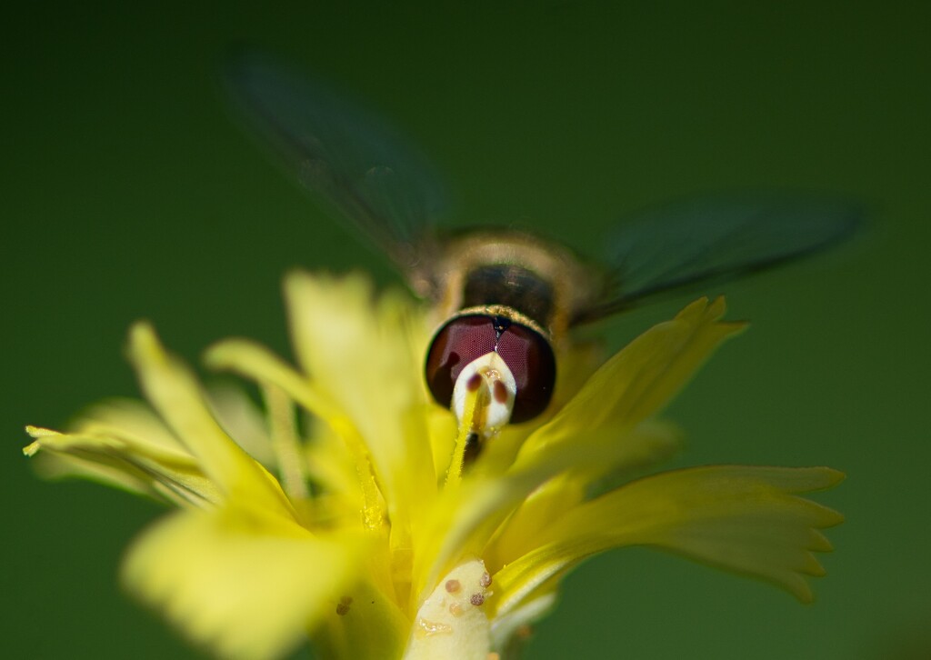 A Stare Down With A Hoverfly DSC_3853 by merrelyn