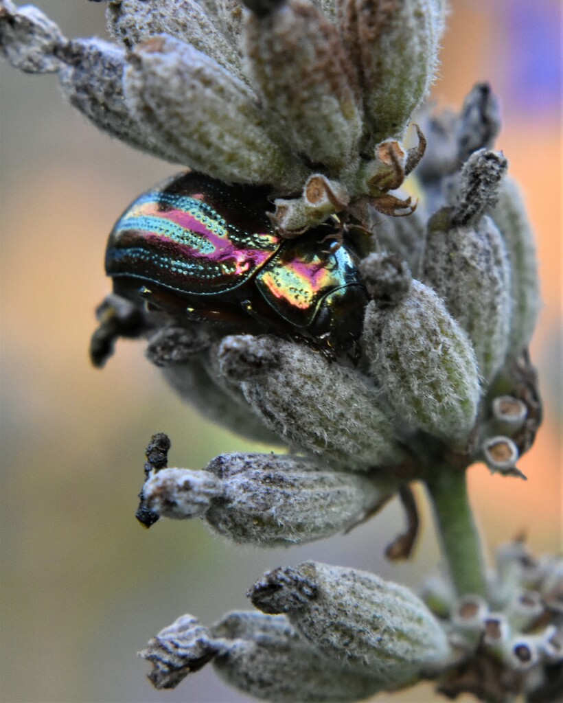 Another Rosemary Beetle by anitaw