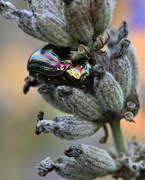 16th Nov 2022 - Another Rosemary Beetle