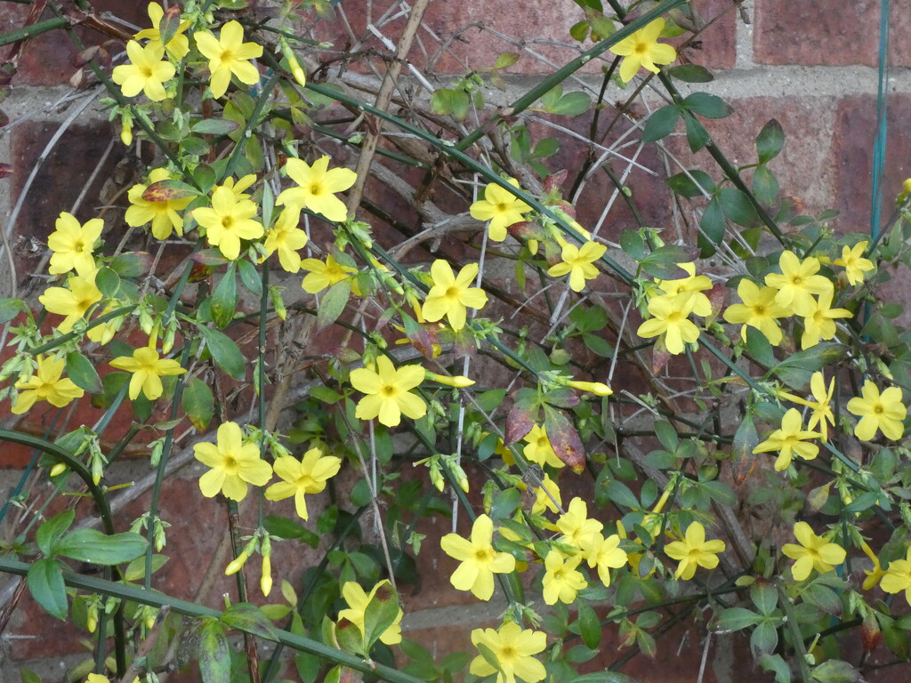 Winter Jasmine  by foxes37