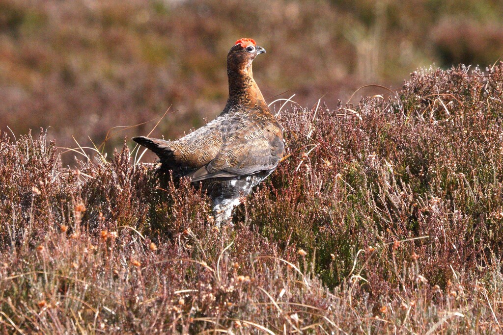 RED GROUSE by markp