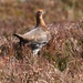 RED GROUSE by markp