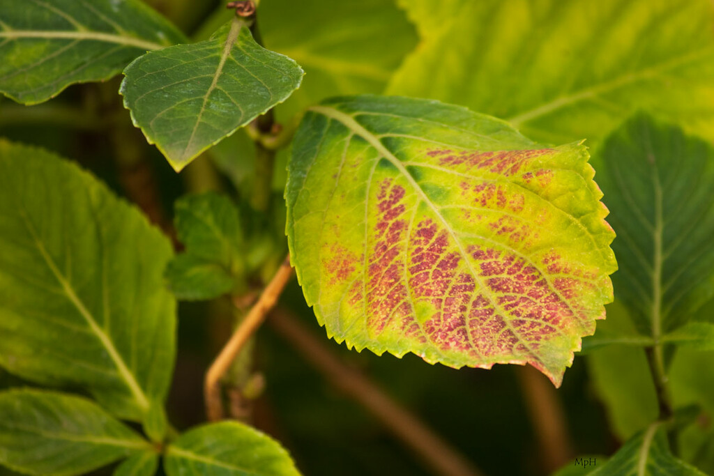 Hydrangea leaf by cherrymartina