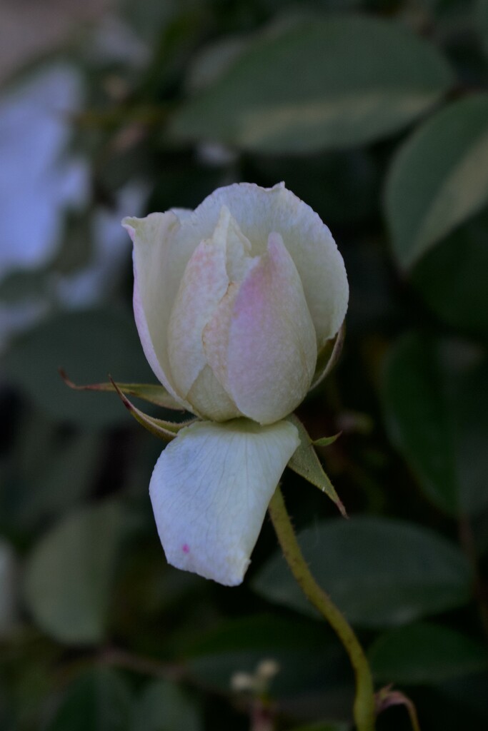 Rose bud in our little square  by sandlily