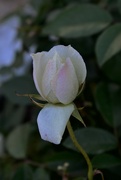 15th Nov 2022 - Rose bud in our little square 
