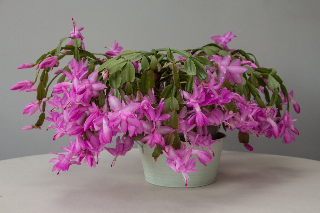 Christmas cactus in November by busylady
