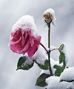16th Nov 2022 - Late Rose, Early Snow
