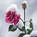 Late Rose, Early Snow by gardencat