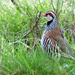Red legged partridge by judithdeacon