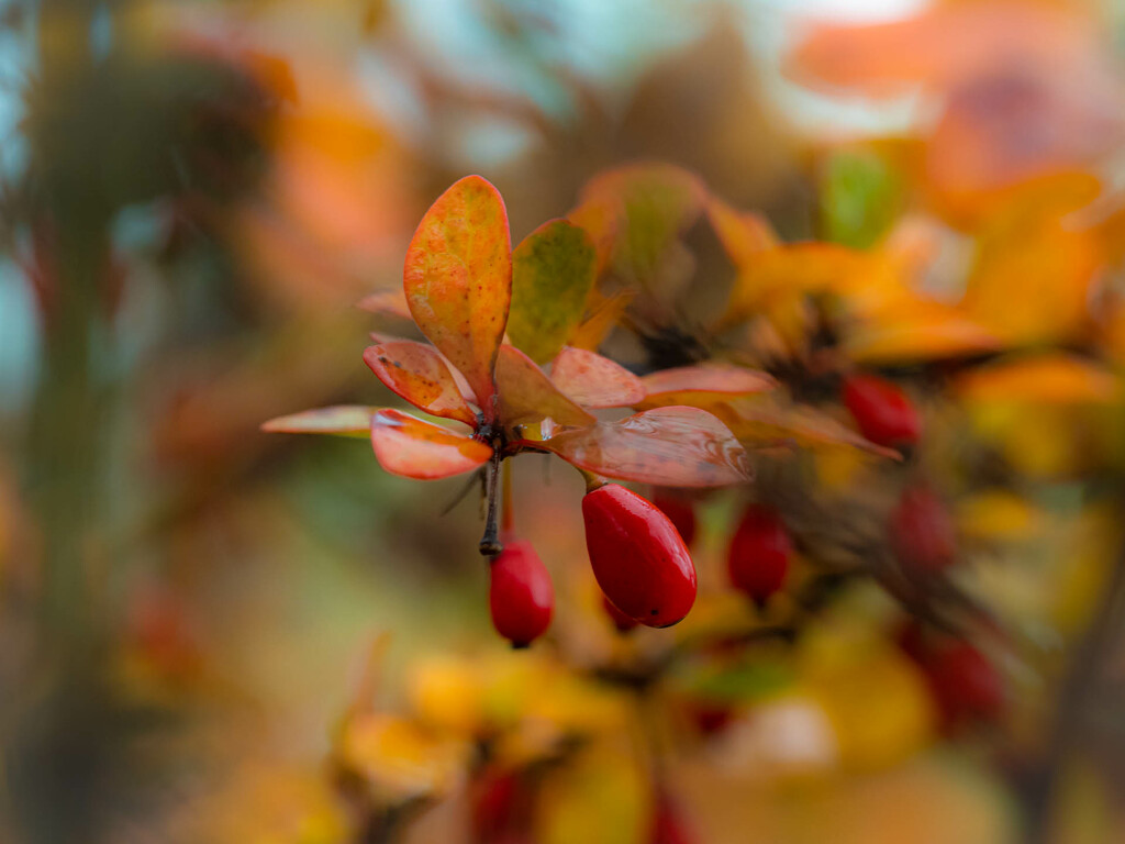 An autumn barberry by haskar