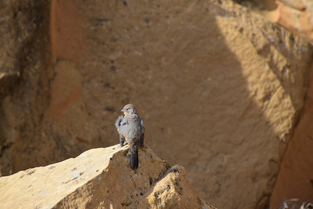 Bird At Chaco Canyon by bigdad