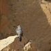 Bird At Chaco Canyon by bigdad