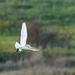 Barn Owl with snack  by padlock