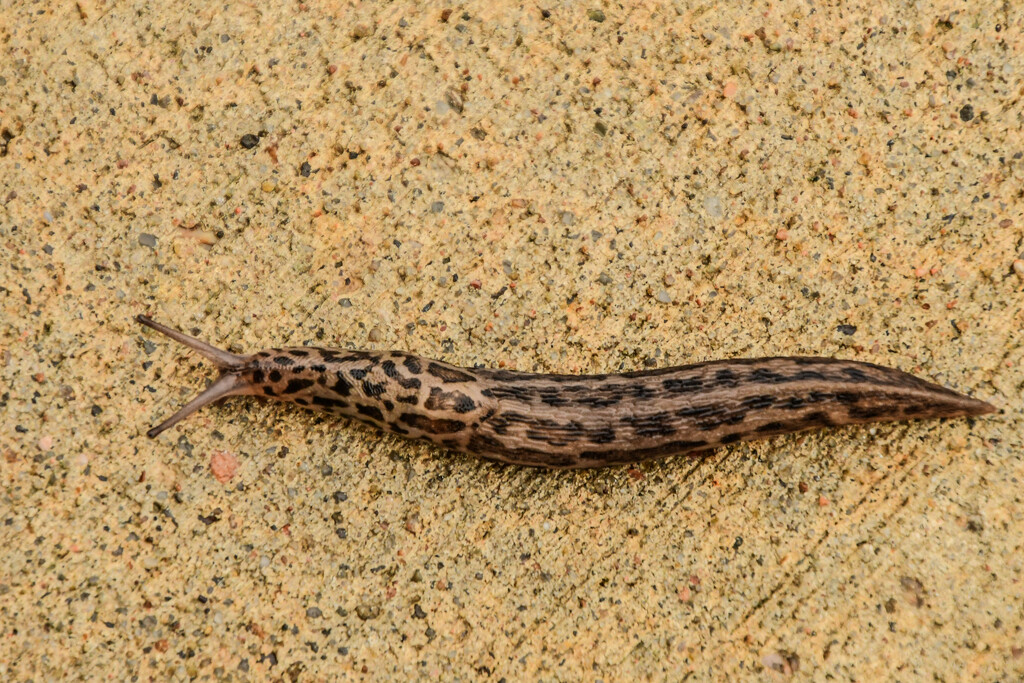 Slug by kareenking