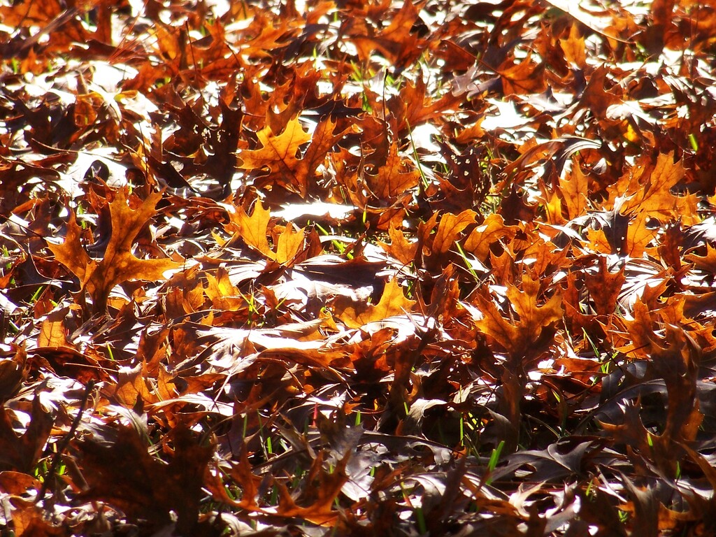 A carpet of pin oak leaves... by marlboromaam