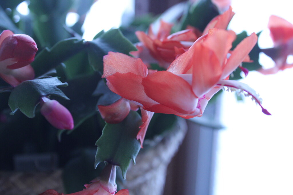 Cactus in Bloom by mltrotter