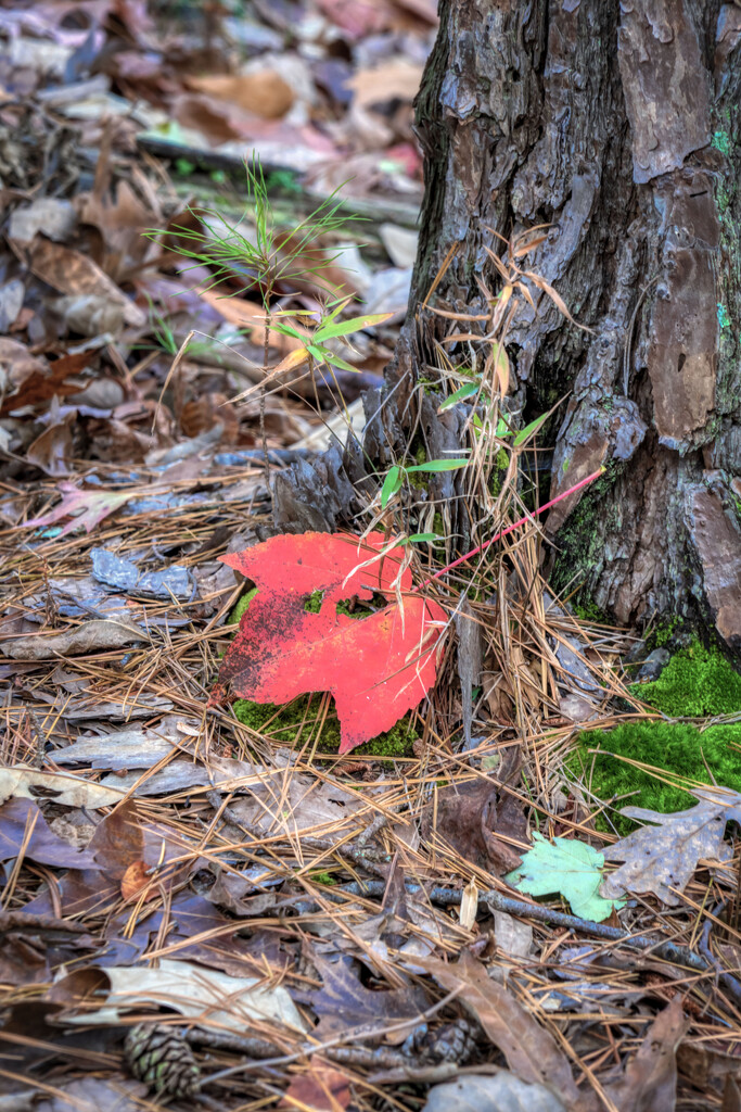 Red Leaf by kvphoto