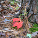 Red Leaf by kvphoto