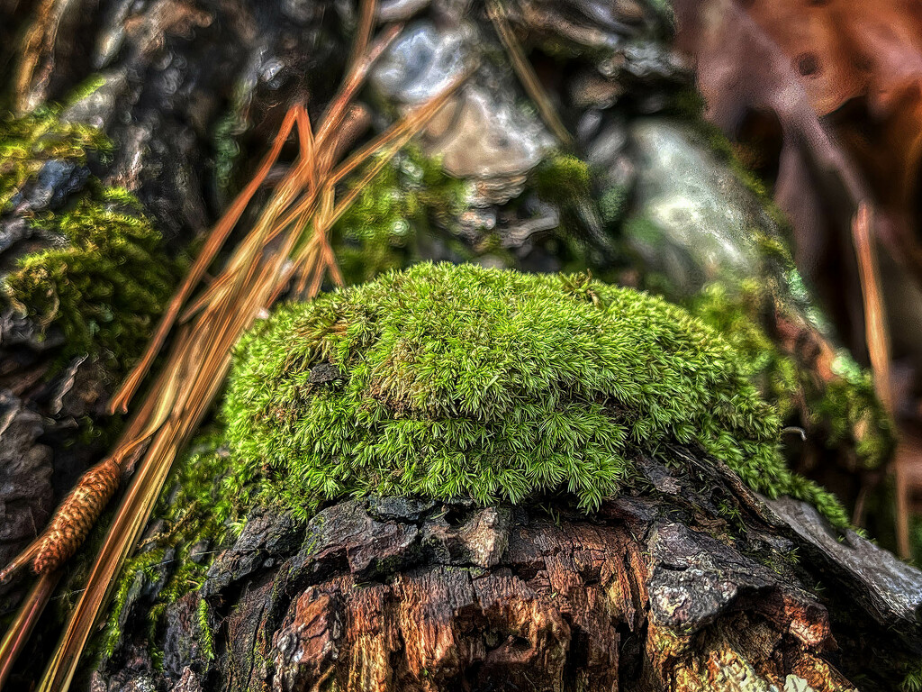 Leucobryum Moss by k9photo