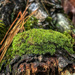 Leucobryum Moss by k9photo
