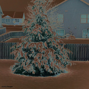 16th Nov 2022 - Snow tree solarize