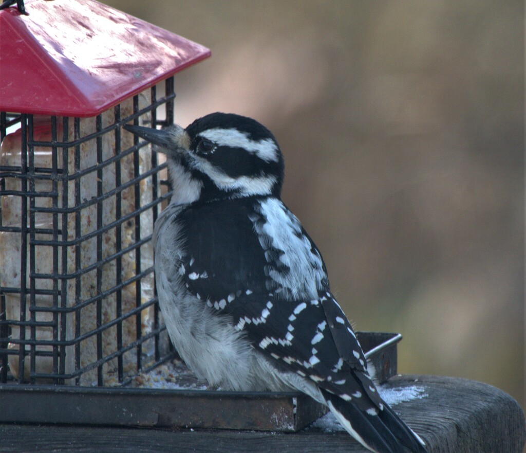 Hairy  Woodpecker  by radiogirl