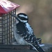 Hairy  Woodpecker  by radiogirl