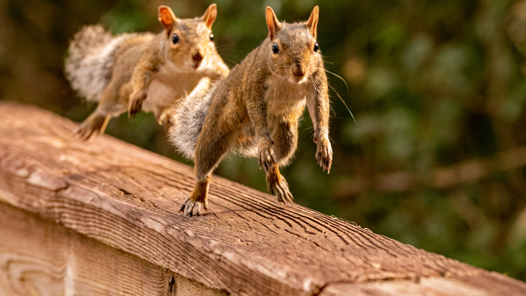 Squirrels On the Rail! by rickster549