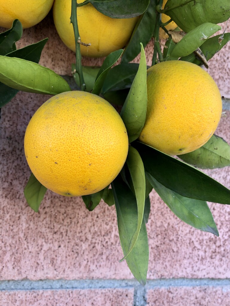 Alley Oranges by loweygrace