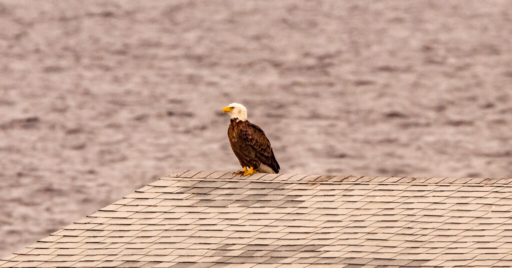 Eagle on the Boathouse! by rickster549