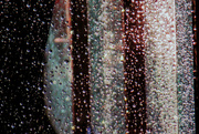 8th Nov 2022 - Beads of Rain
