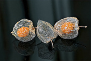 17th Nov 2022 - Faffed Physalis