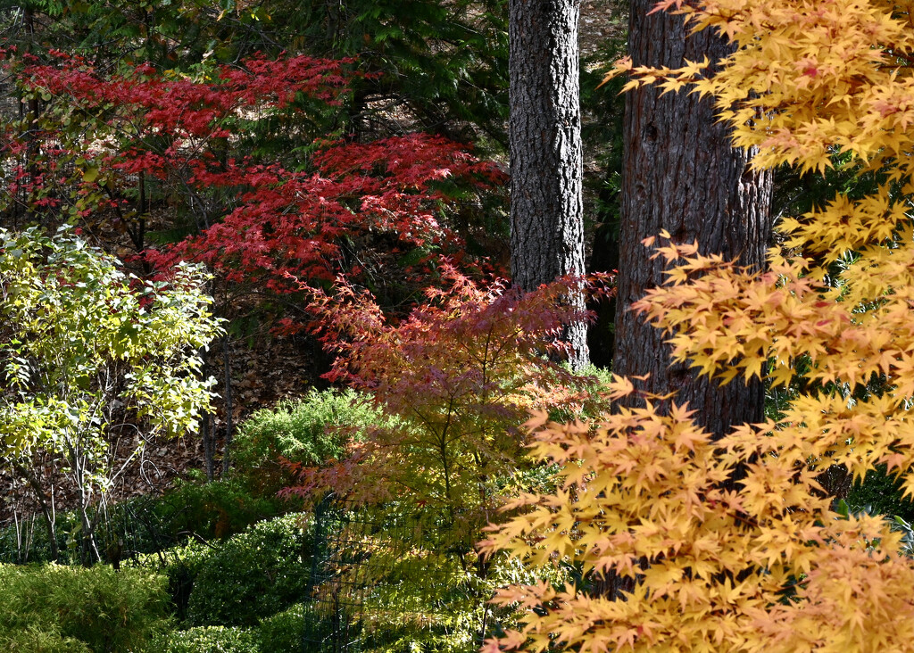More Japanese Maples by ososki
