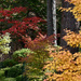 More Japanese Maples by ososki