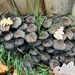 Funky fungi 