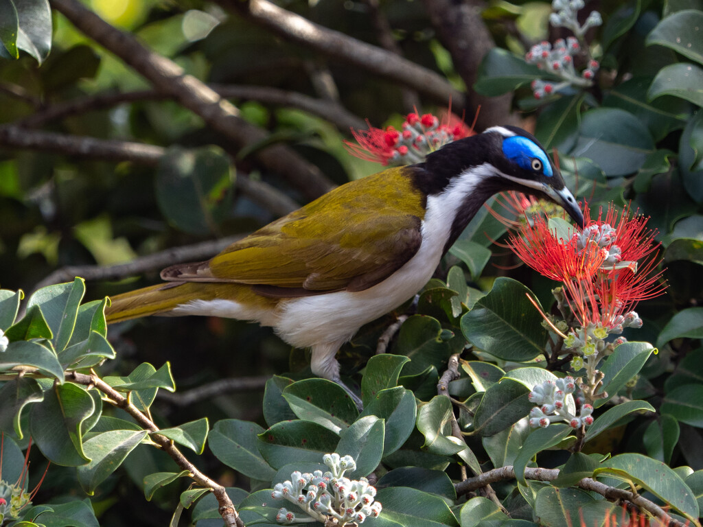Blue-faced honeyeater by gosia