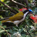 Blue-faced honeyeater by gosia