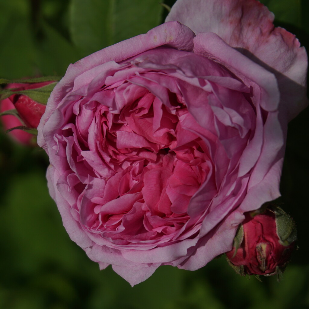a generous pink rose by quietpurplehaze