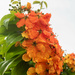 Flowers Karpal Singh  by ianjb21