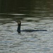 cormorant by cam365pix